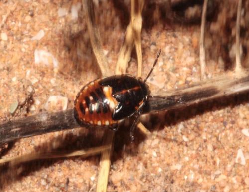 Réf. 233 721 : Bagrada hilaris